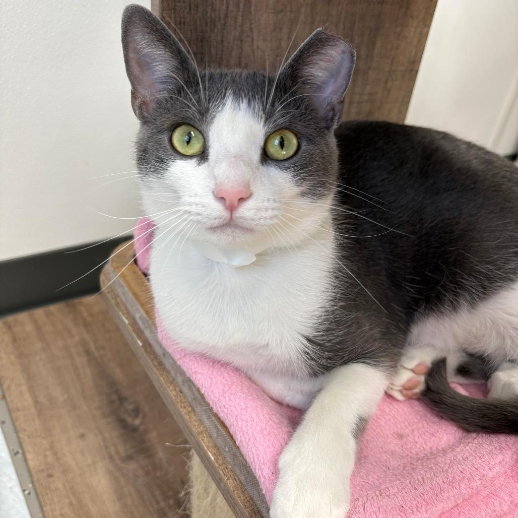 Enlarge Davy Jones, a Adoptable mixed breed in La Grange, KY image 1/3