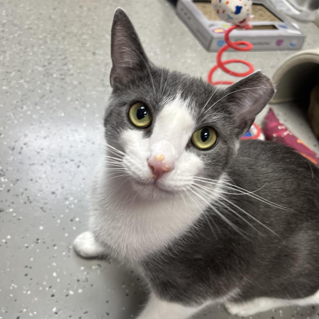 Davy Jones, a Adoptable mixed breed in La Grange, KY image 1/2