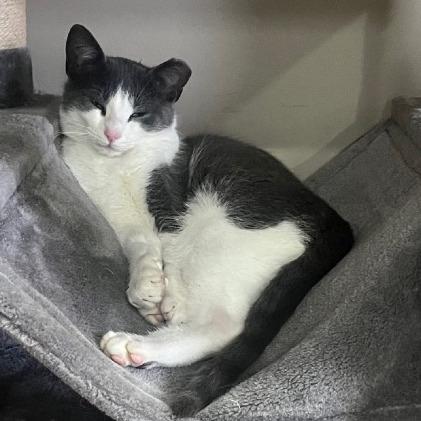 Enlarge Davy Jones, a Adoptable mixed breed in La Grange, KY image 1/1