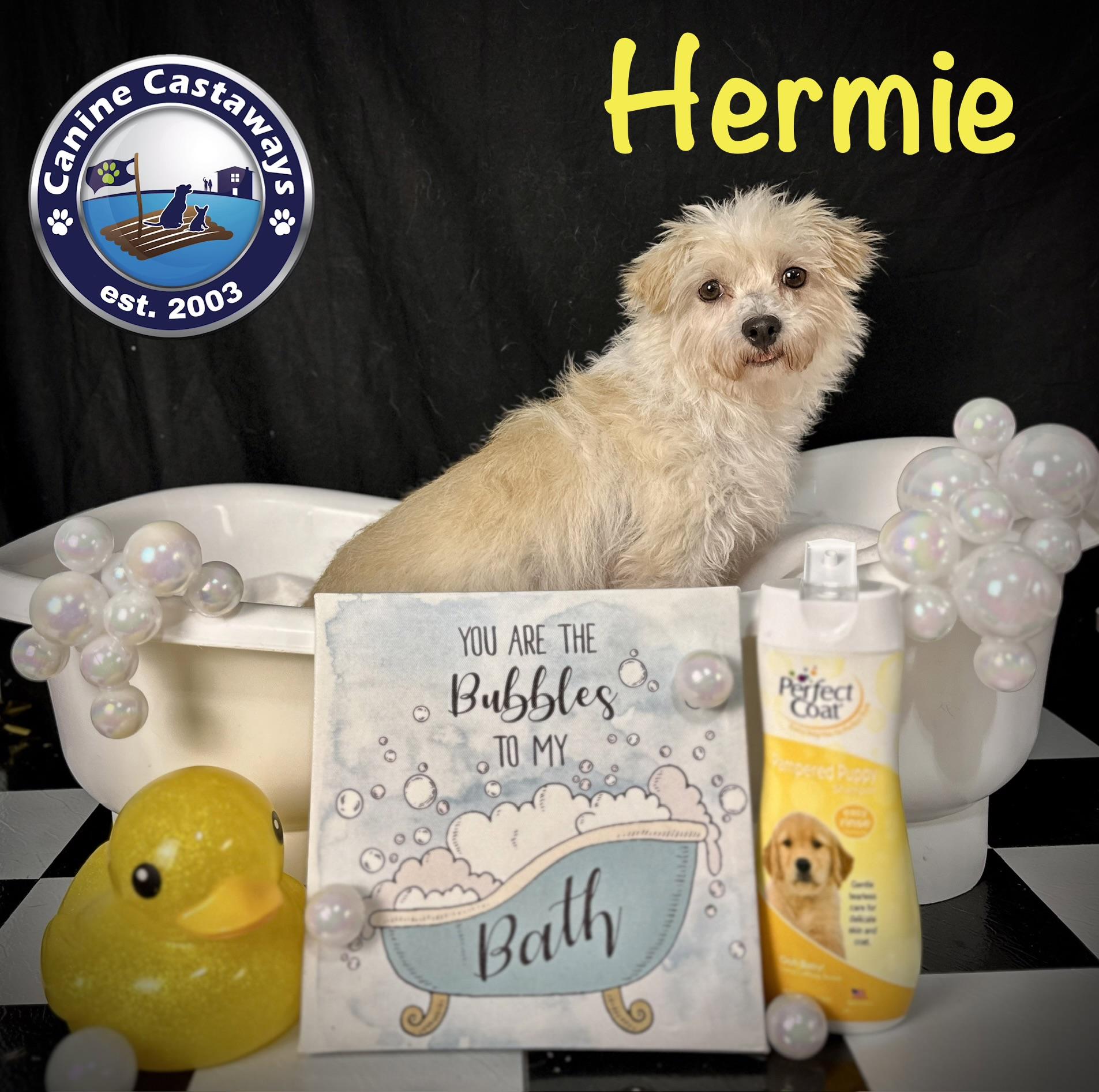 Enlarge Hermie, a Adoptable mixed breed in Arcadia, FL image 1/4