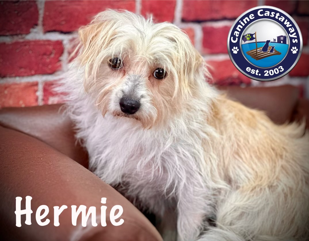 Hermie, a Adoptable mixed breed in Arcadia, FL image 2/5