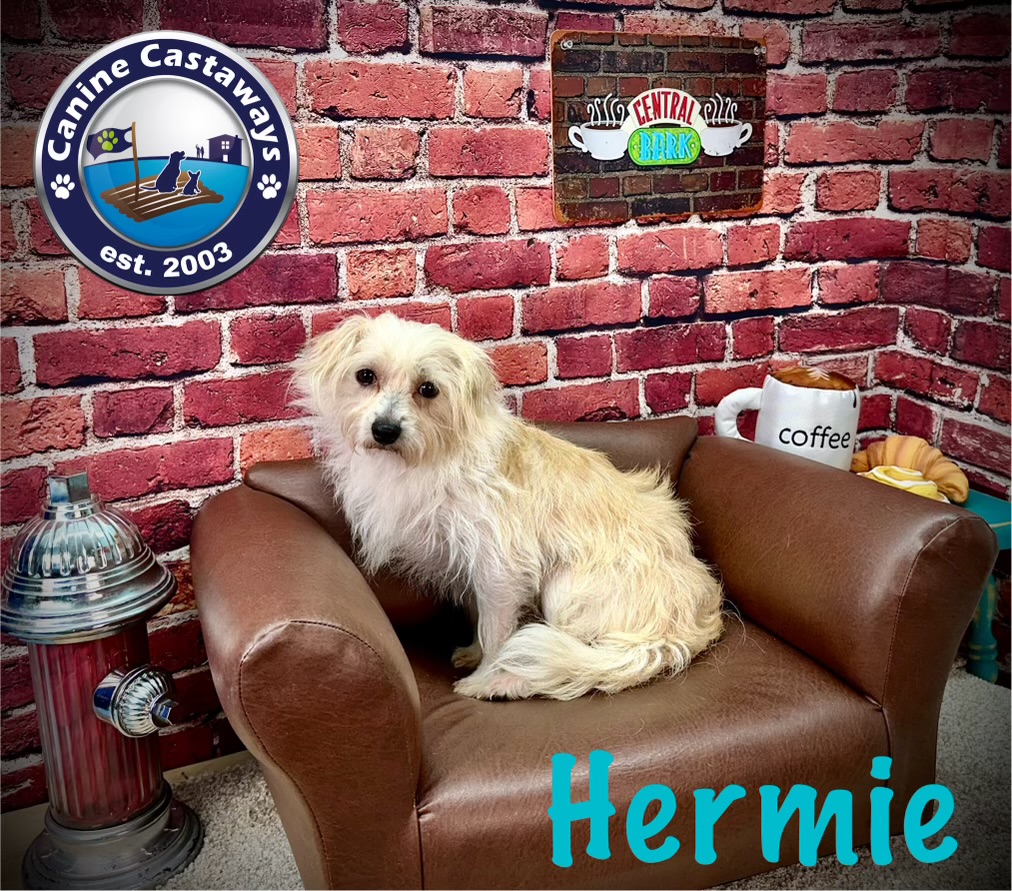 Hermie, Adoptable, Adult Male Maltese.