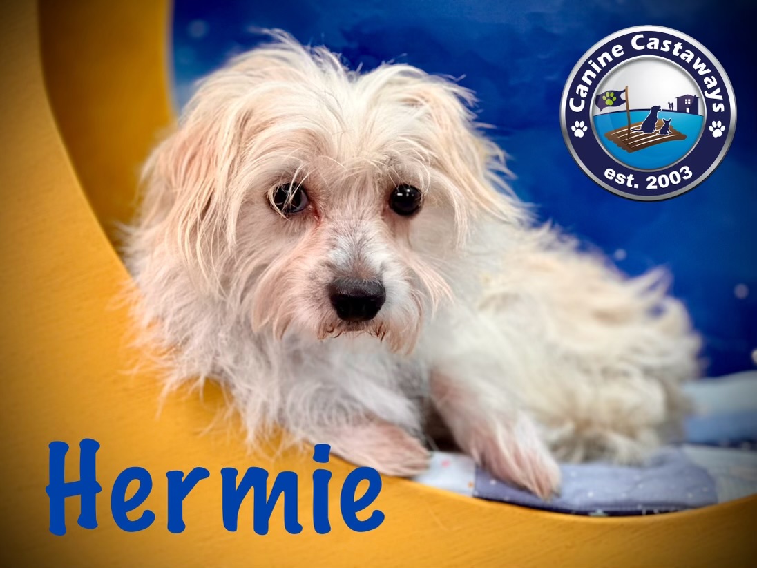 Hermie, a Adoptable mixed breed in Arcadia, FL image 3/5