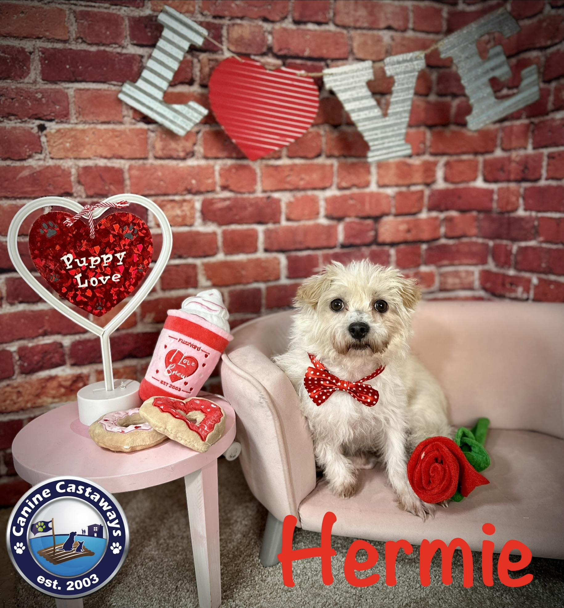 Enlarge Hermie, a Adoptable mixed breed in Arcadia, FL image 2/4
