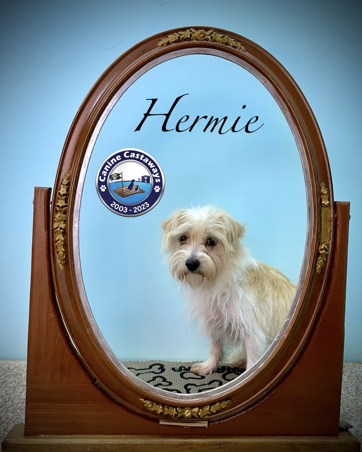 Hermie, a Adoptable mixed breed in Arcadia, FL image 4/5
