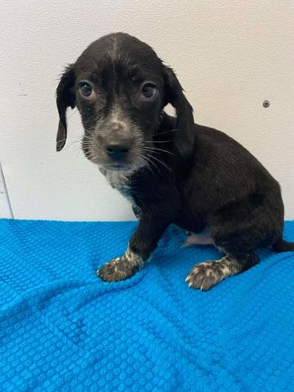 Sergio, Adoptable, Adult Male Beagle & Mixed Breed.