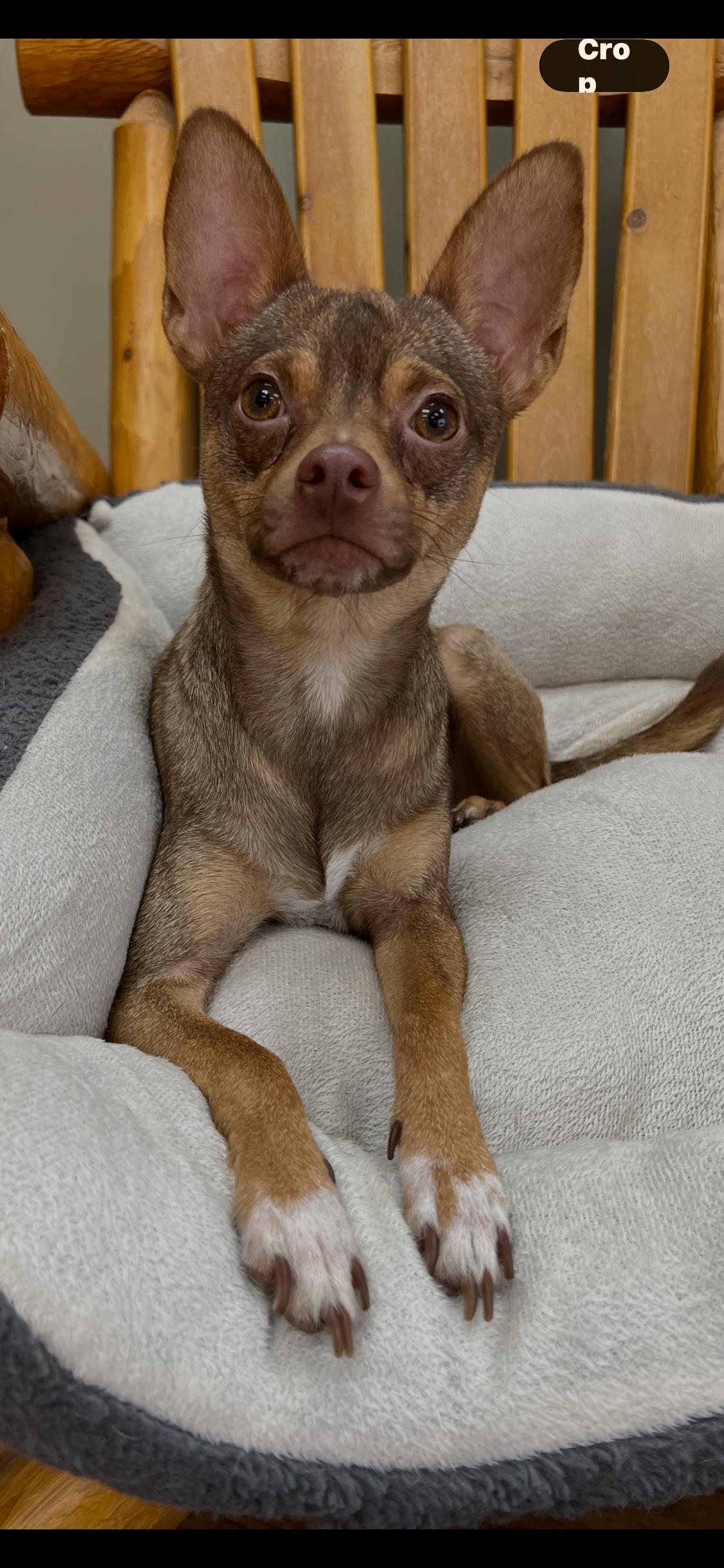 Enlarge Agent Shipman, a ADOPTABLE Chihuahua in Armada, MI image 1/4
