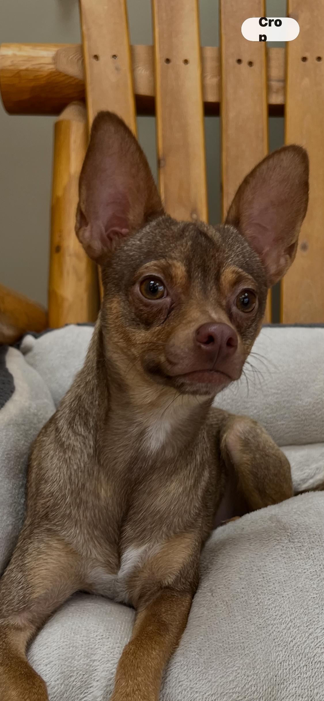 Enlarge Agent Shipman, a ADOPTABLE Chihuahua in Armada, MI image 2/4
