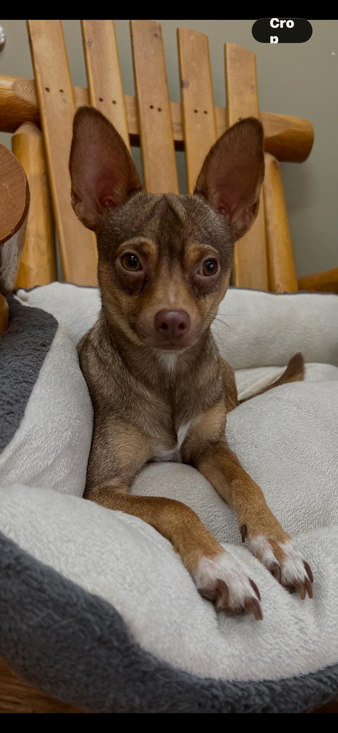 Enlarge Agent Shipman, a ADOPTABLE Chihuahua in Armada, MI image 3/4