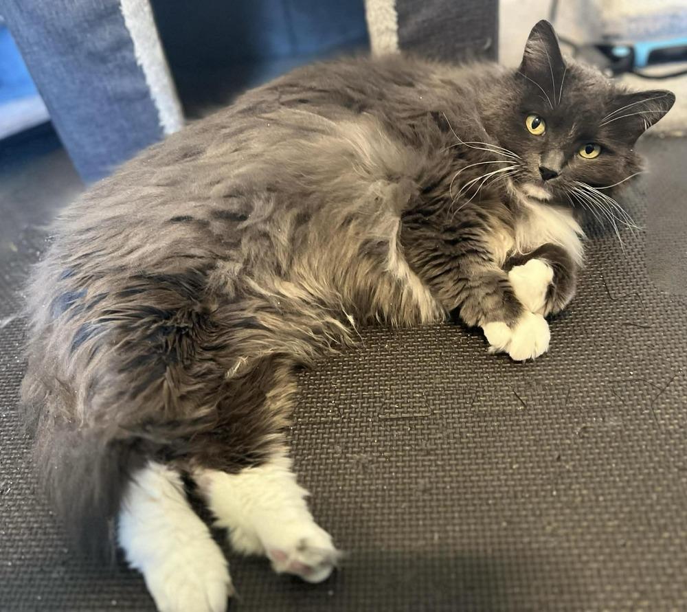 Molly 2, Adoptable, Senior Female Domestic Long Hair.