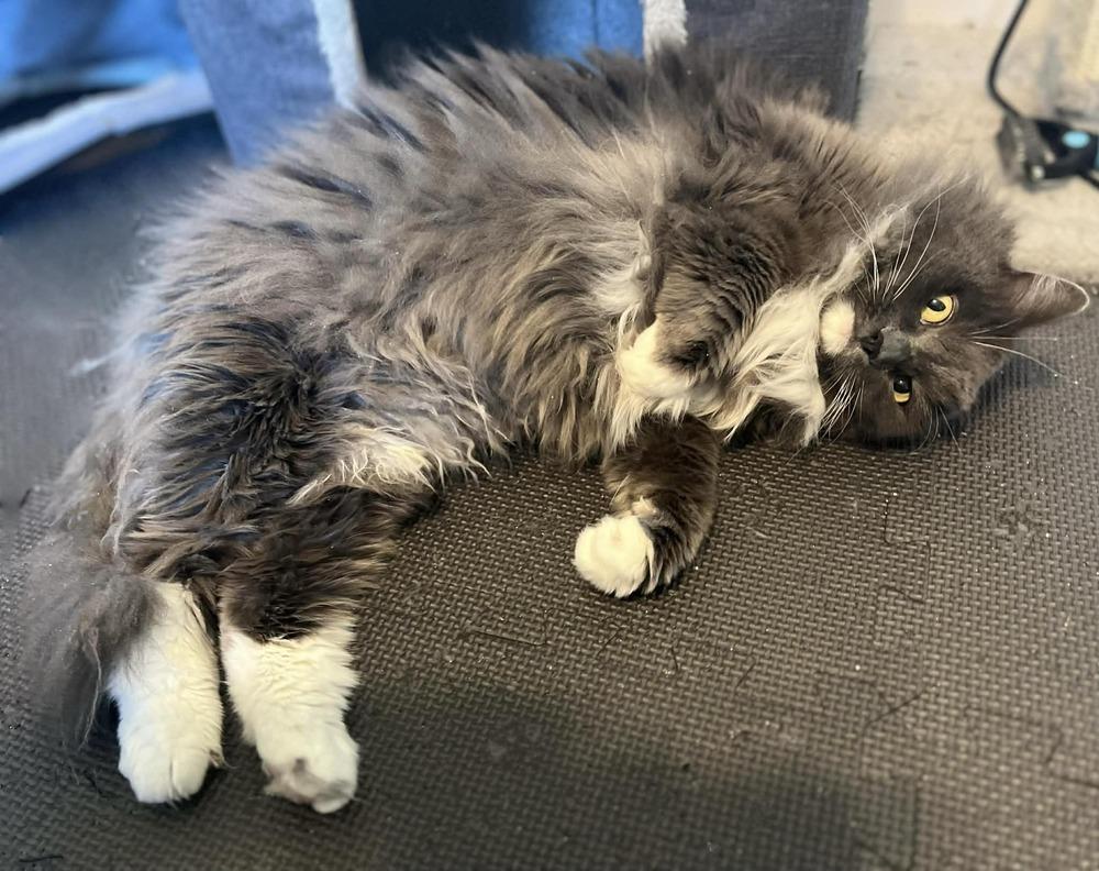 Enlarge Molly 2, a Adoptable mixed breed in tucson, AZ image 2/3