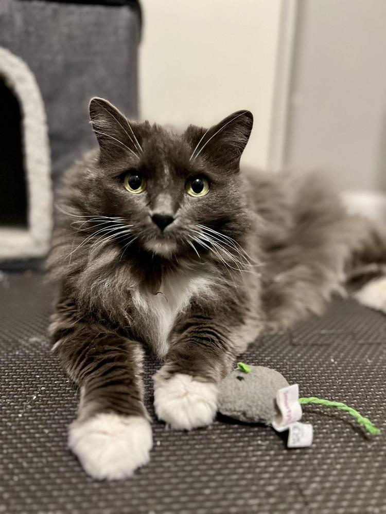 Enlarge Molly 2, a Adoptable mixed breed in tucson, AZ image 3/3