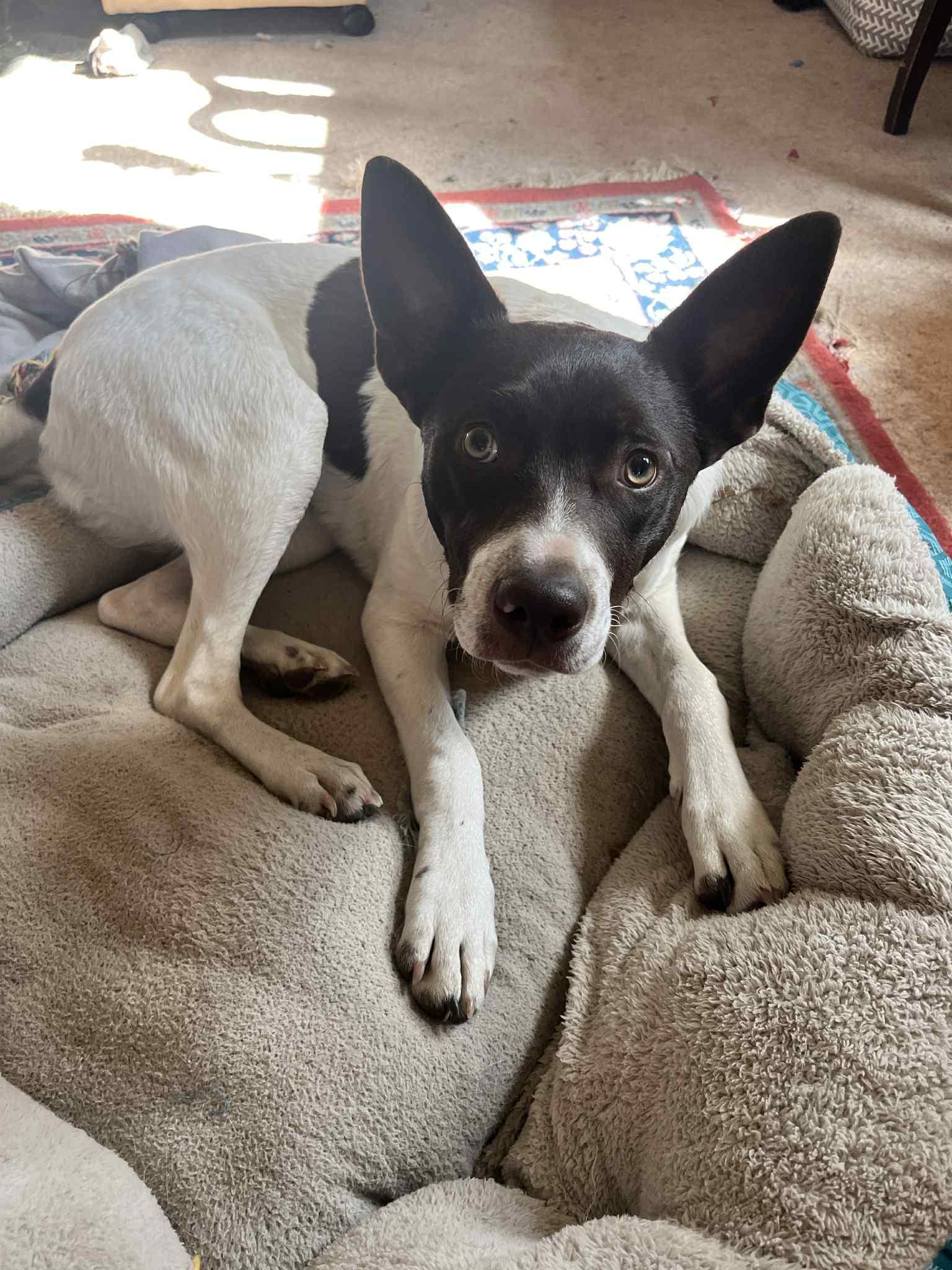 Joey, Adoptable, Puppy Male Shepherd.