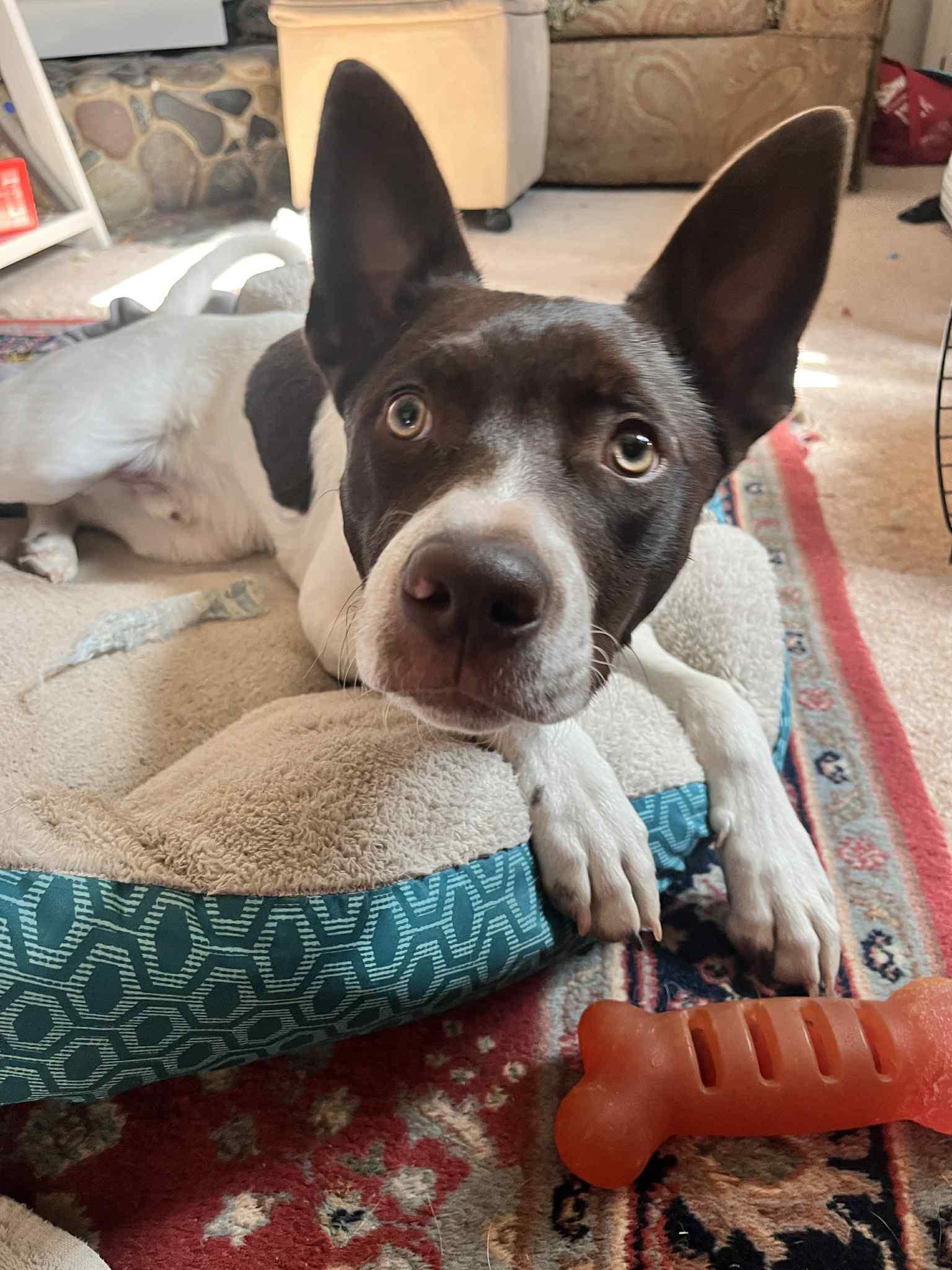 Enlarge Joey, a Adoptable Shepherd in Evergreen, CO image 2/3