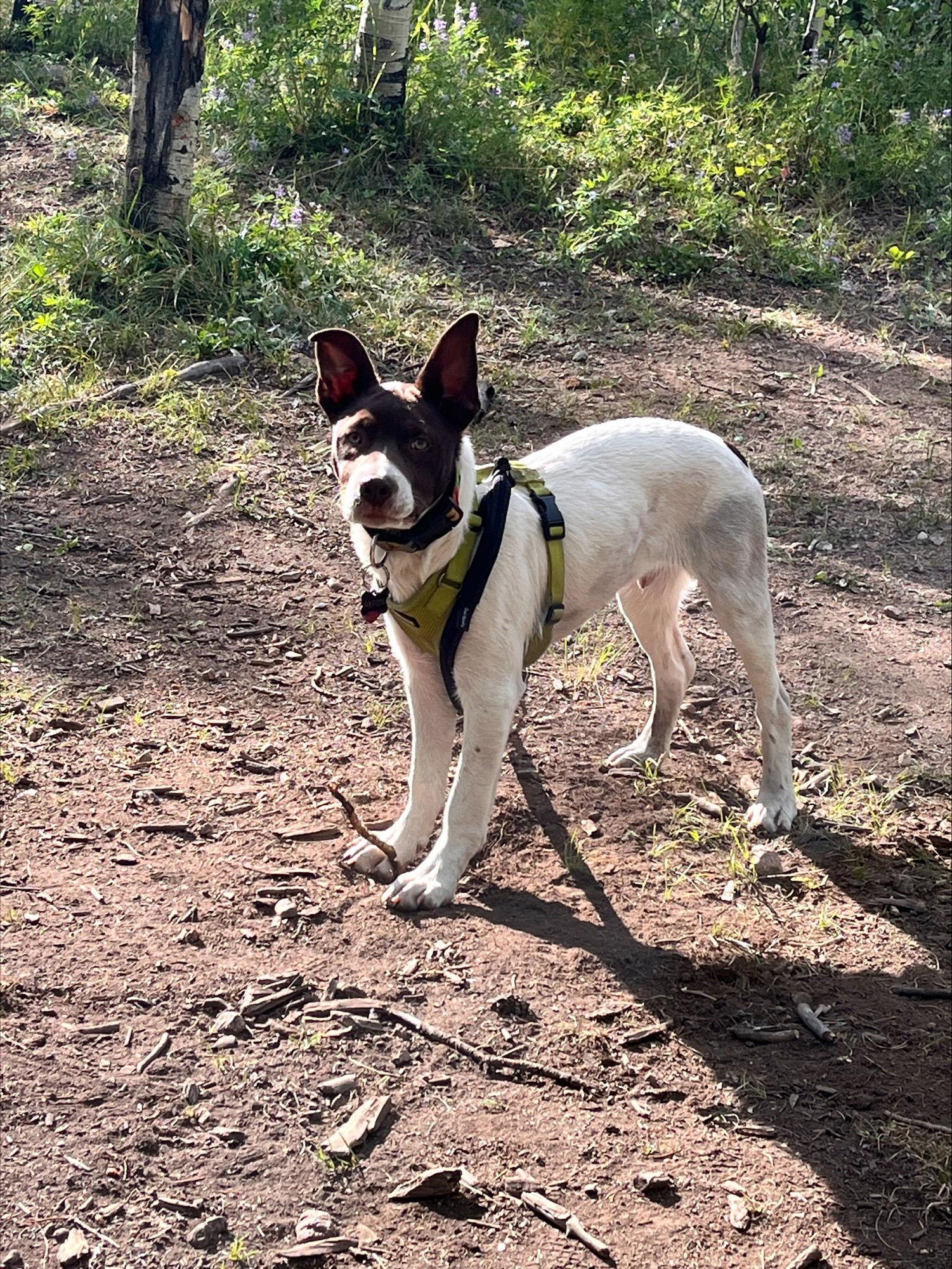 Enlarge Joey, a Adoptable Shepherd in Evergreen, CO image 3/3