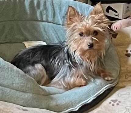 Enlarge Bonnie Raitt, a Adopted Yorkshire Terrier in Candler, NC image 1/3