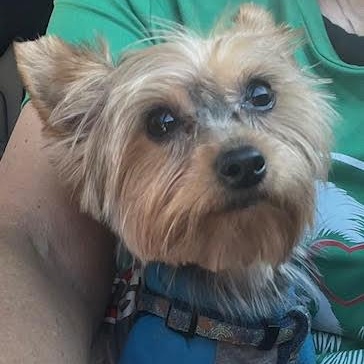 Enlarge Bonnie Raitt, a Adopted Yorkshire Terrier in Candler, NC image 2/3