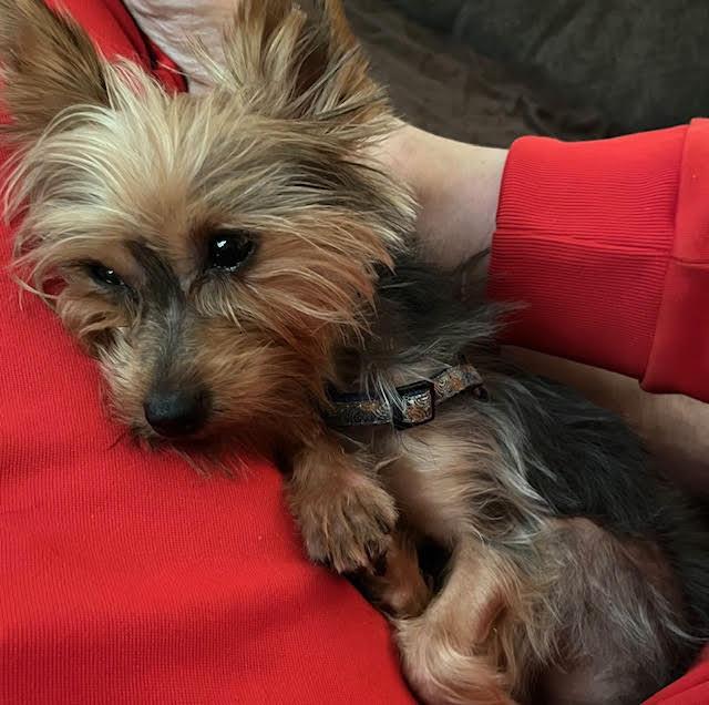 Enlarge Bonnie Raitt, a Adopted Yorkshire Terrier in Candler, NC image 3/3