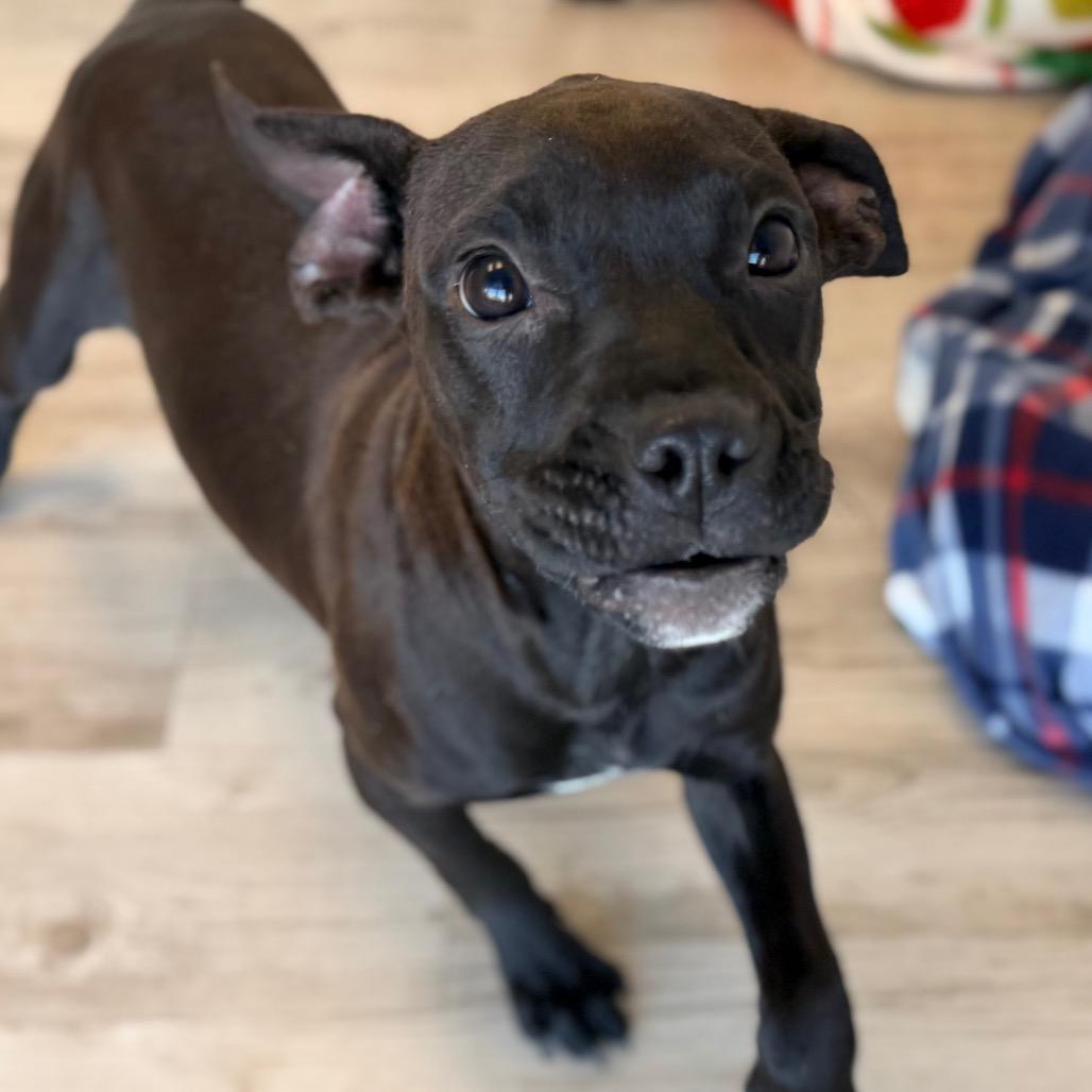 Rizzo, Adoptable, Puppy Female Terrier & Mixed Breed.