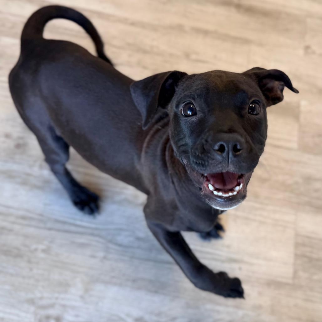 Enlarge Rizzo, a Adoptable mixed breed in Green Bay, WI image 2/3