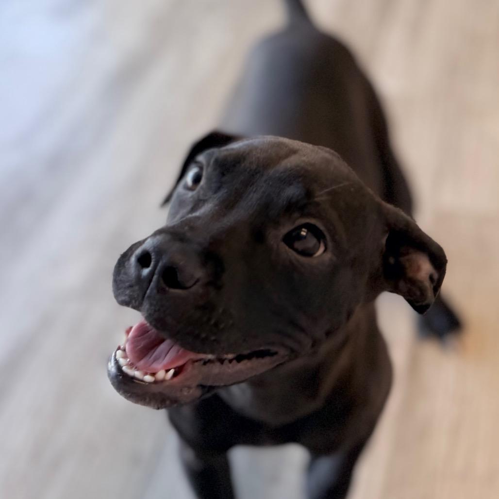 Enlarge Rizzo, a Adoptable mixed breed in Green Bay, WI image 3/3