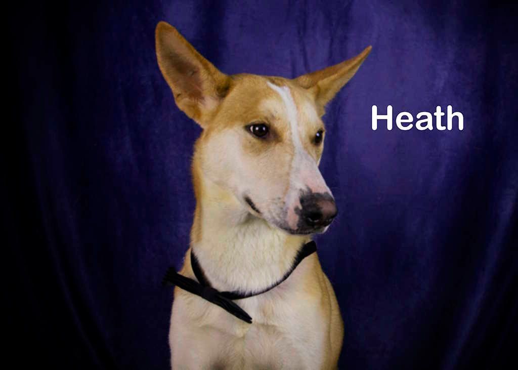 Heath