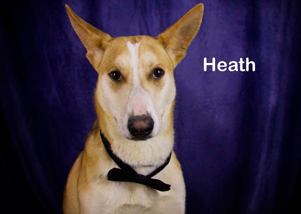 Heath