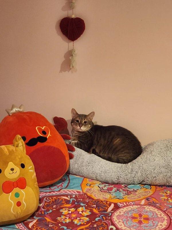 Enlarge Momo, a Adoptable Domestic Short Hair in Wading River, NY image 1/6