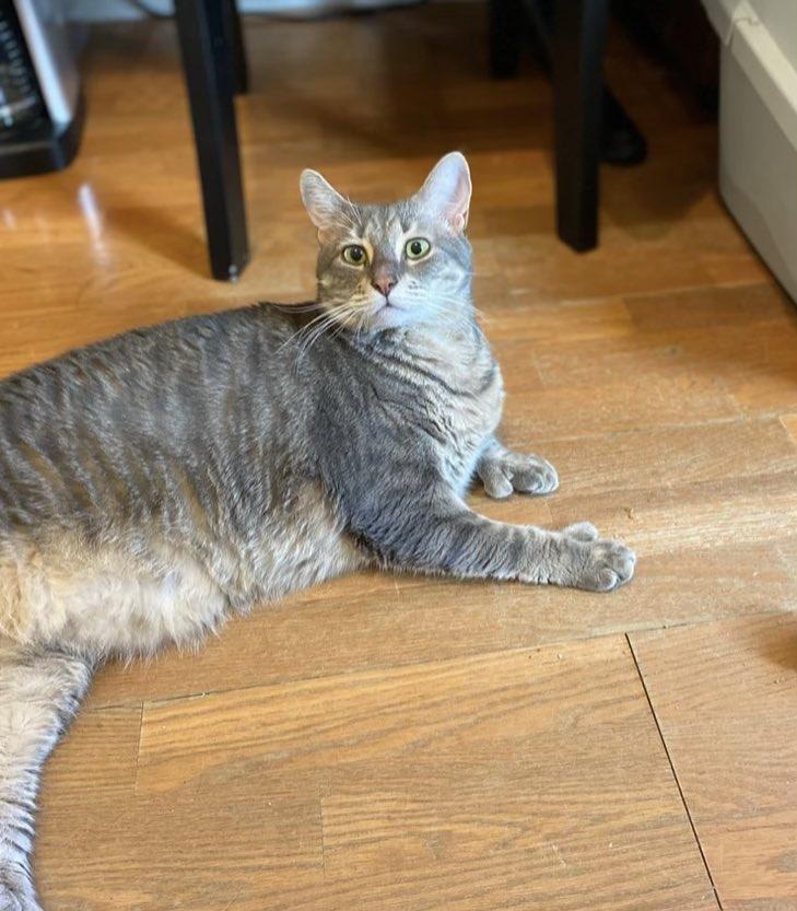 Enlarge Momo, a Adoptable Domestic Short Hair in Wading River, NY image 2/6