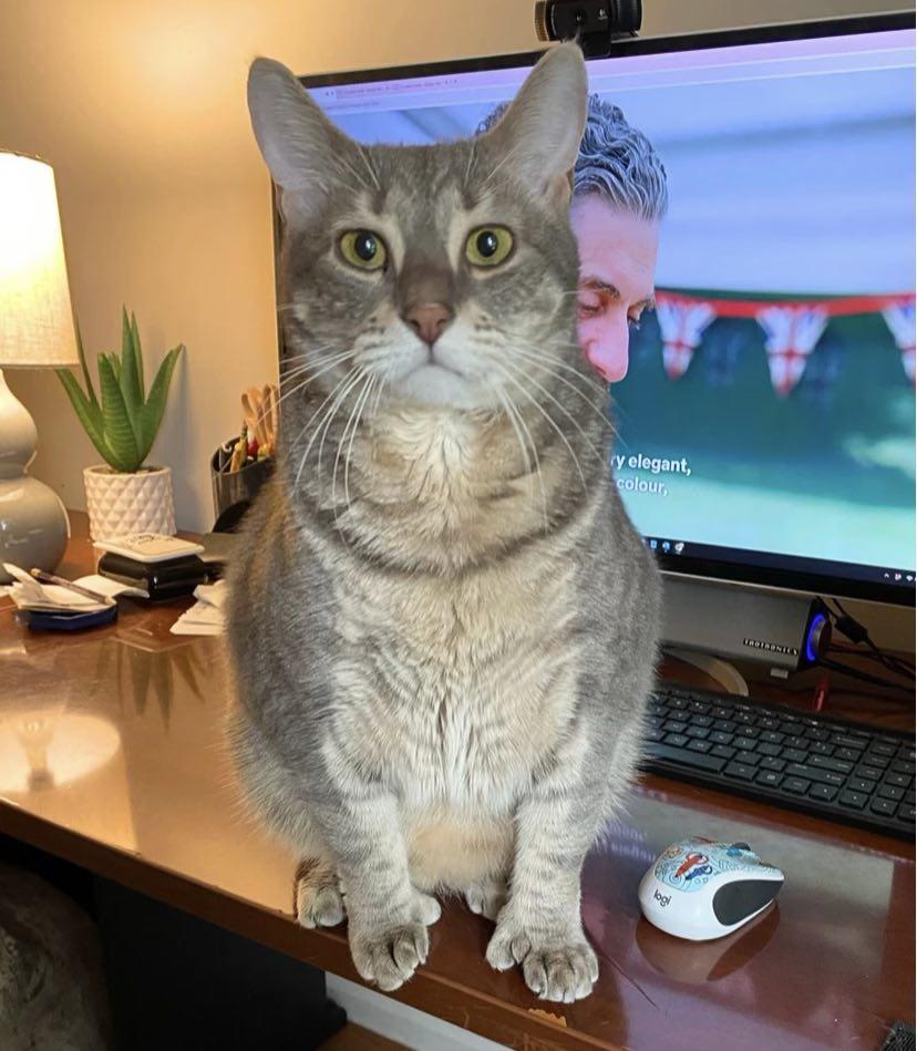 Enlarge Momo, a Adoptable Domestic Short Hair in Wading River, NY image 3/6