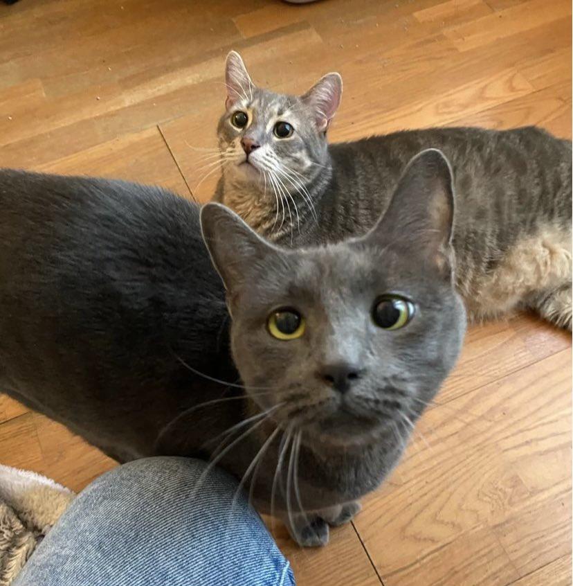 Enlarge Momo, a Adoptable Domestic Short Hair in Wading River, NY image 5/6