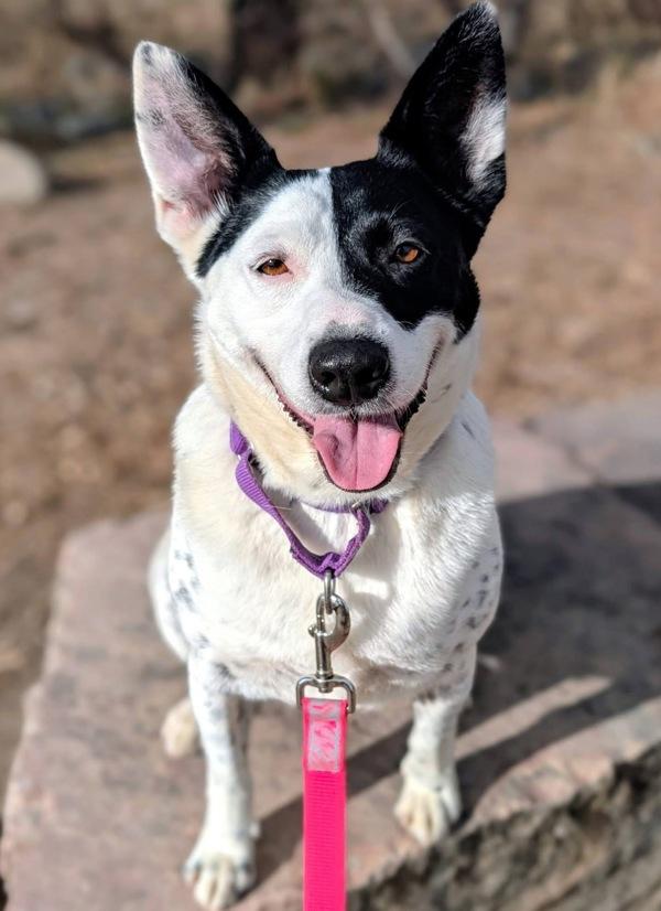 Zarina, Adoptable, Adult Female Australian Cattle Dog / Blue Heeler.