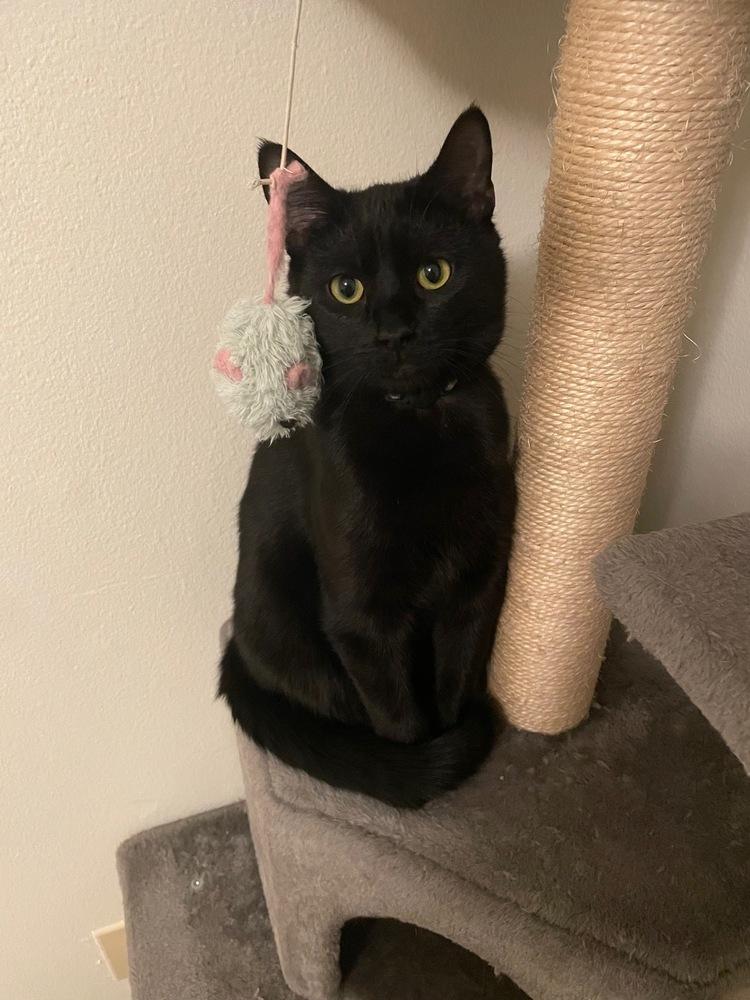 Bryce, Adopted, Young Female American Shorthair.