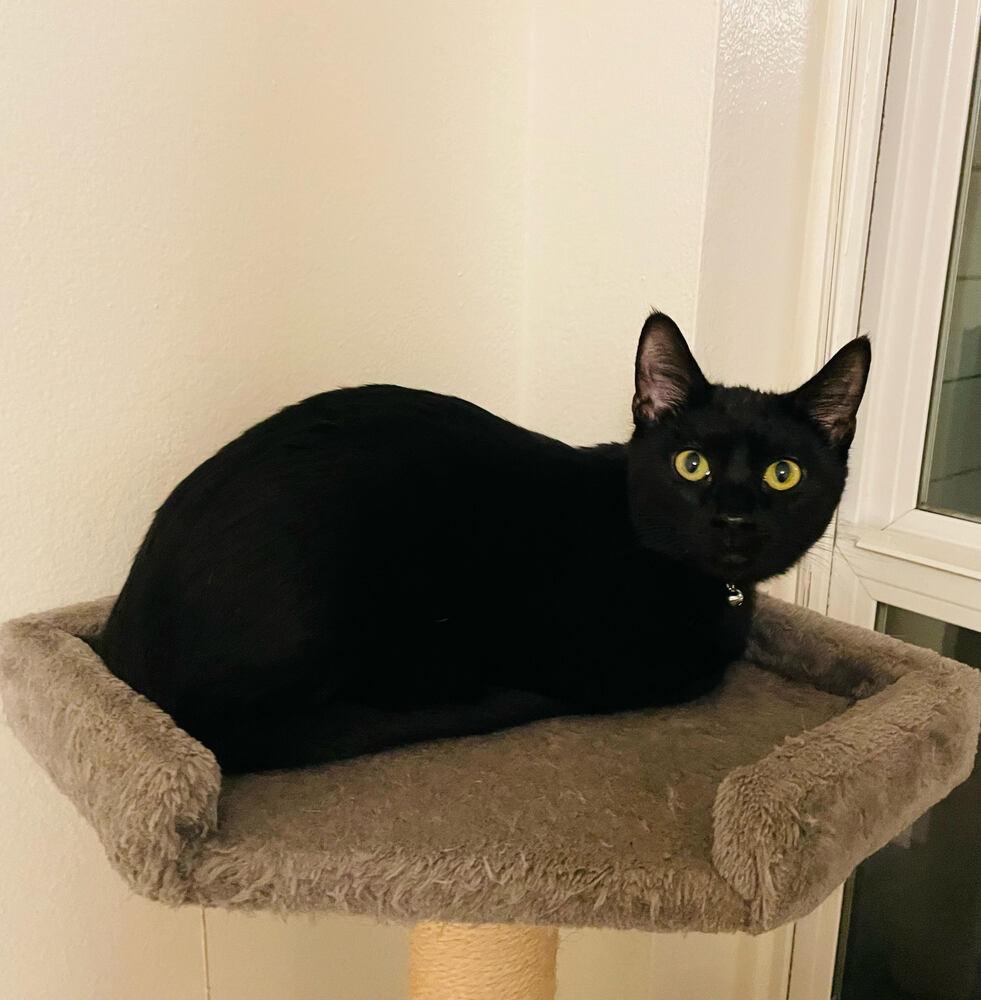 Enlarge Bryce, a Adopted American Shorthair in Urbana, IL image 3/6