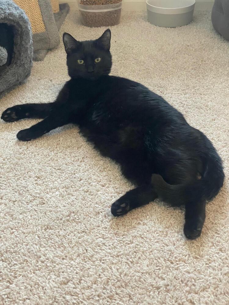 Enlarge Bryce, a Adopted American Shorthair in Urbana, IL image 4/6