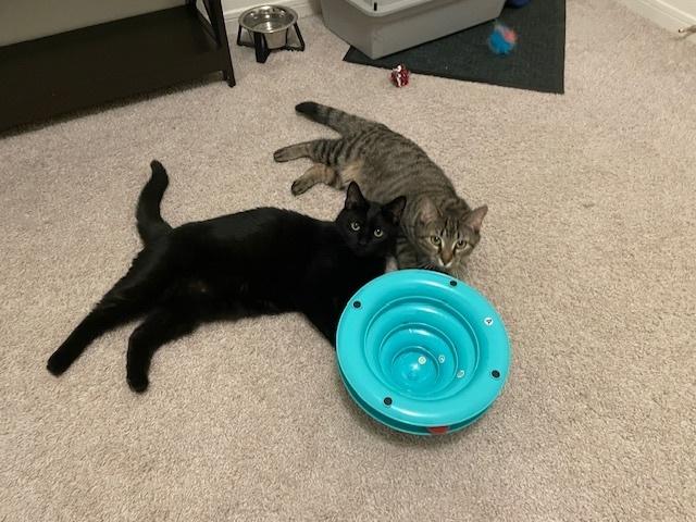 Enlarge Bryce, a Adopted American Shorthair in Urbana, IL image 5/6