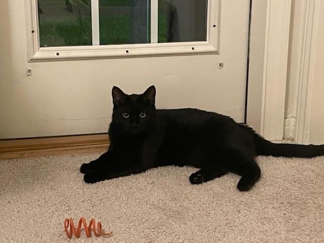 Enlarge Bryce, a Adopted American Shorthair in Urbana, IL image 6/6