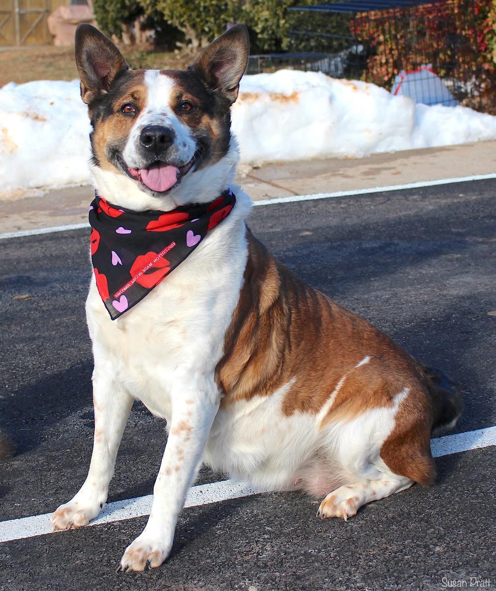 Pumpkin — thumbnail 2