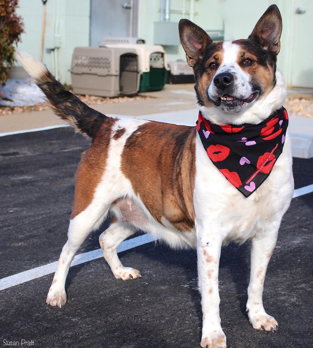 Pumpkin — thumbnail 3