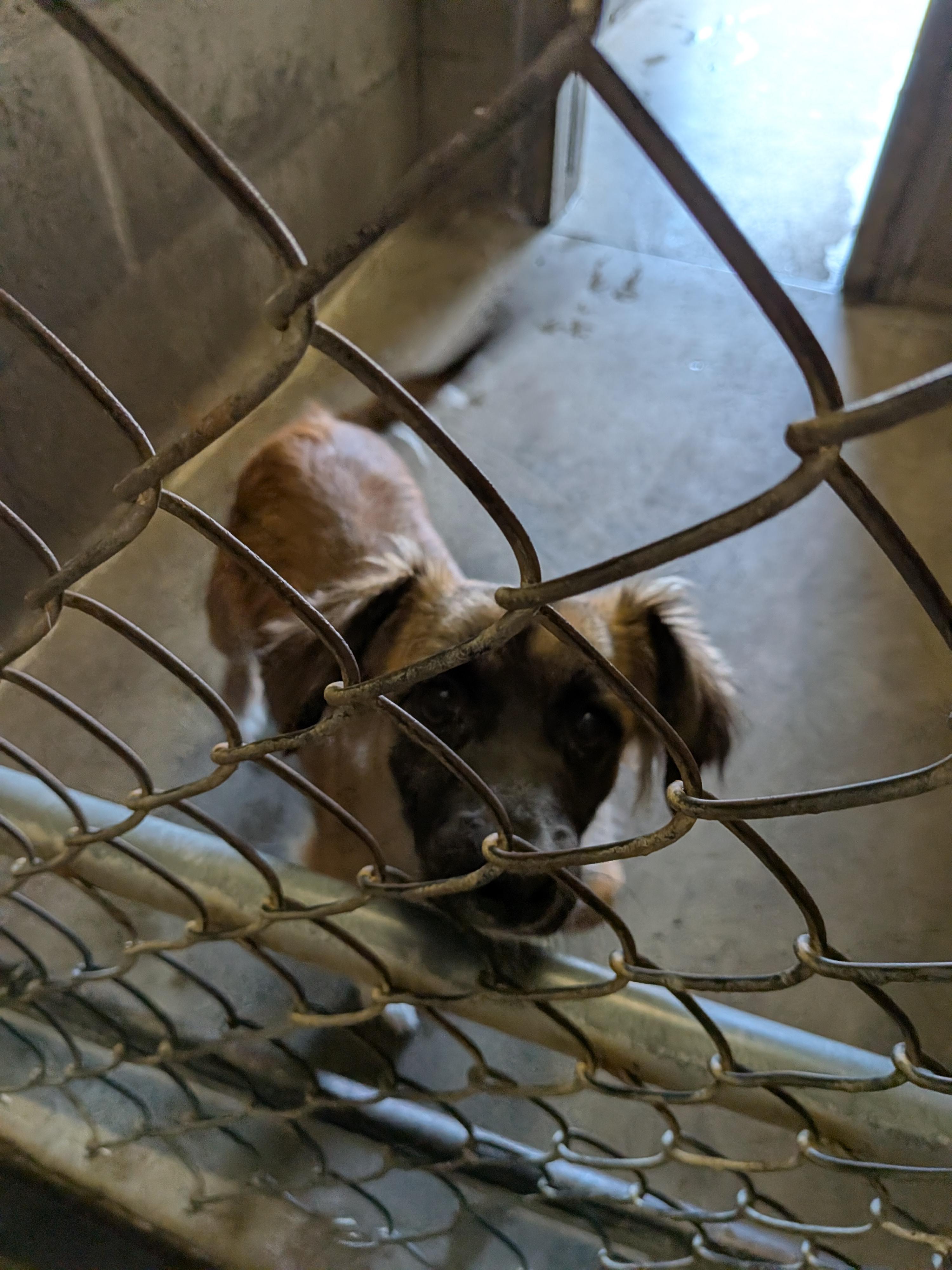 Loki , an adopted mixed breed in Hermiston, OR image 3/5