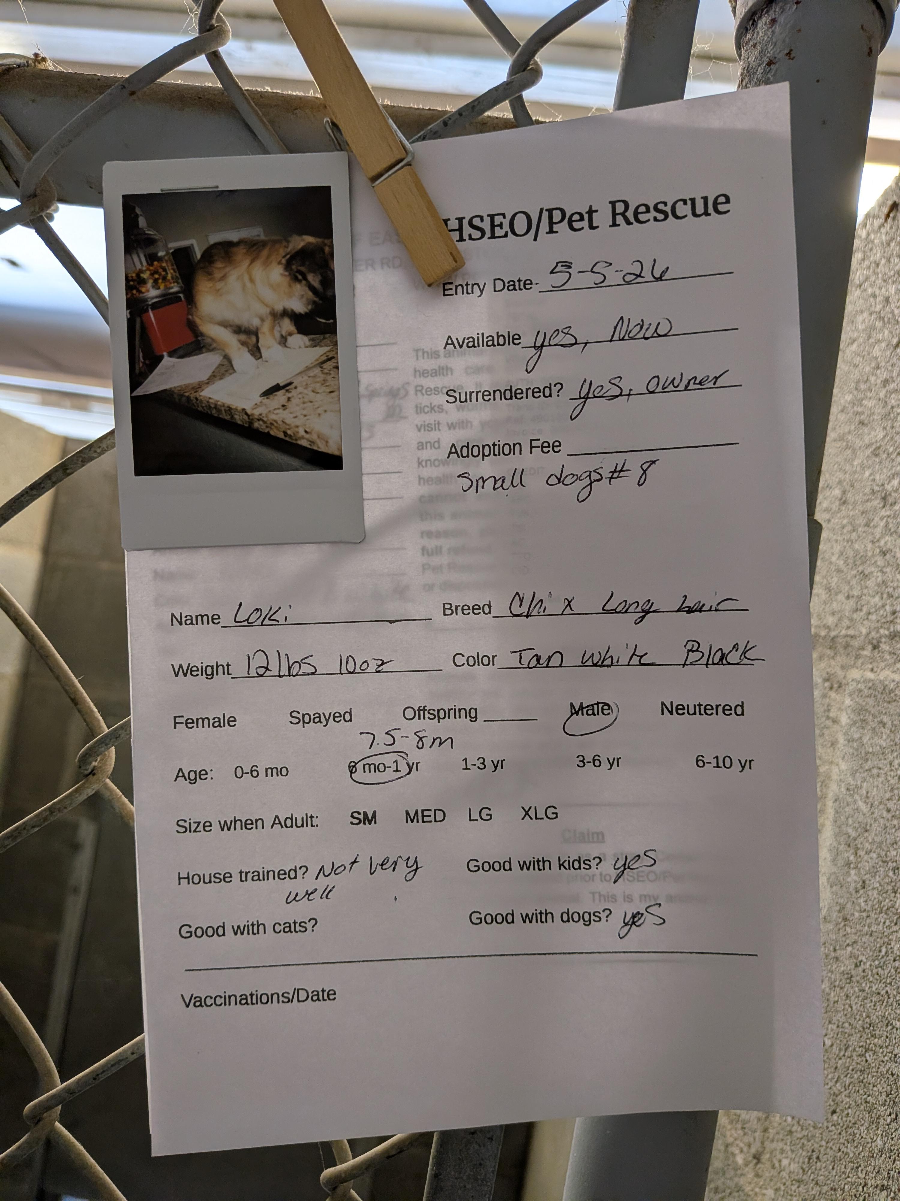 Loki , an adopted mixed breed in Hermiston, OR image 2/5