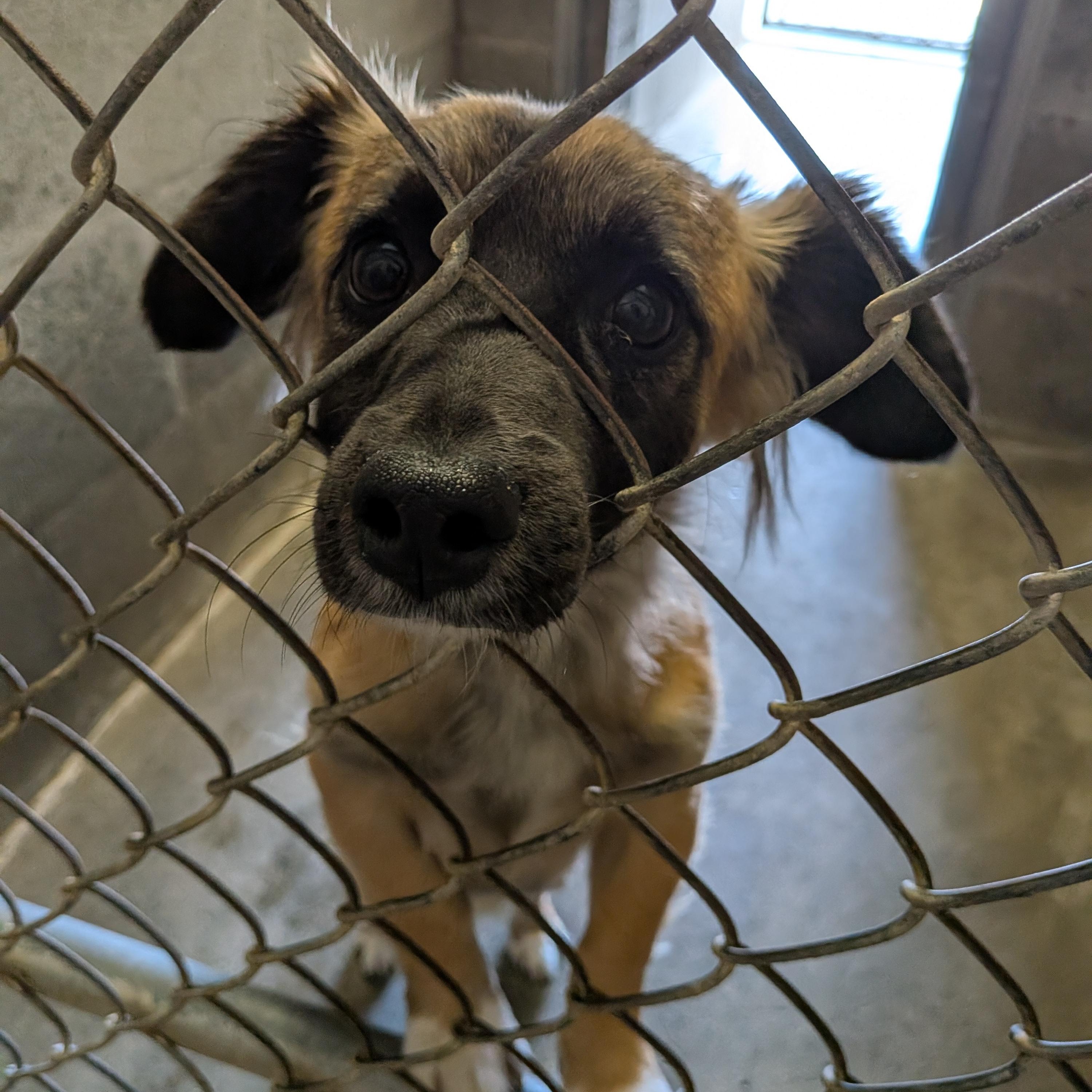 Loki , an adopted mixed breed in Hermiston, OR image 1/5