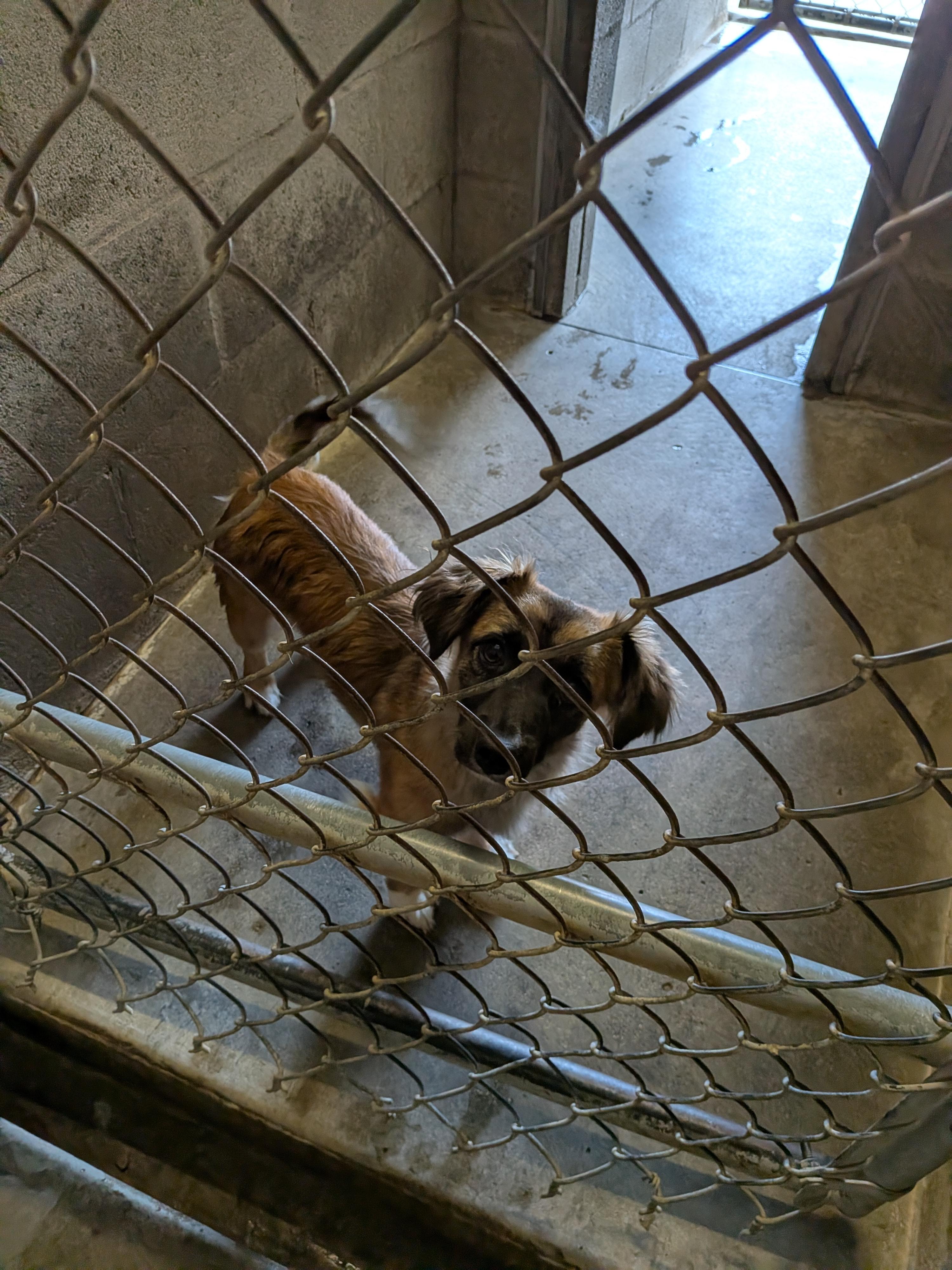 Loki , an adopted mixed breed in Hermiston, OR image 5/5