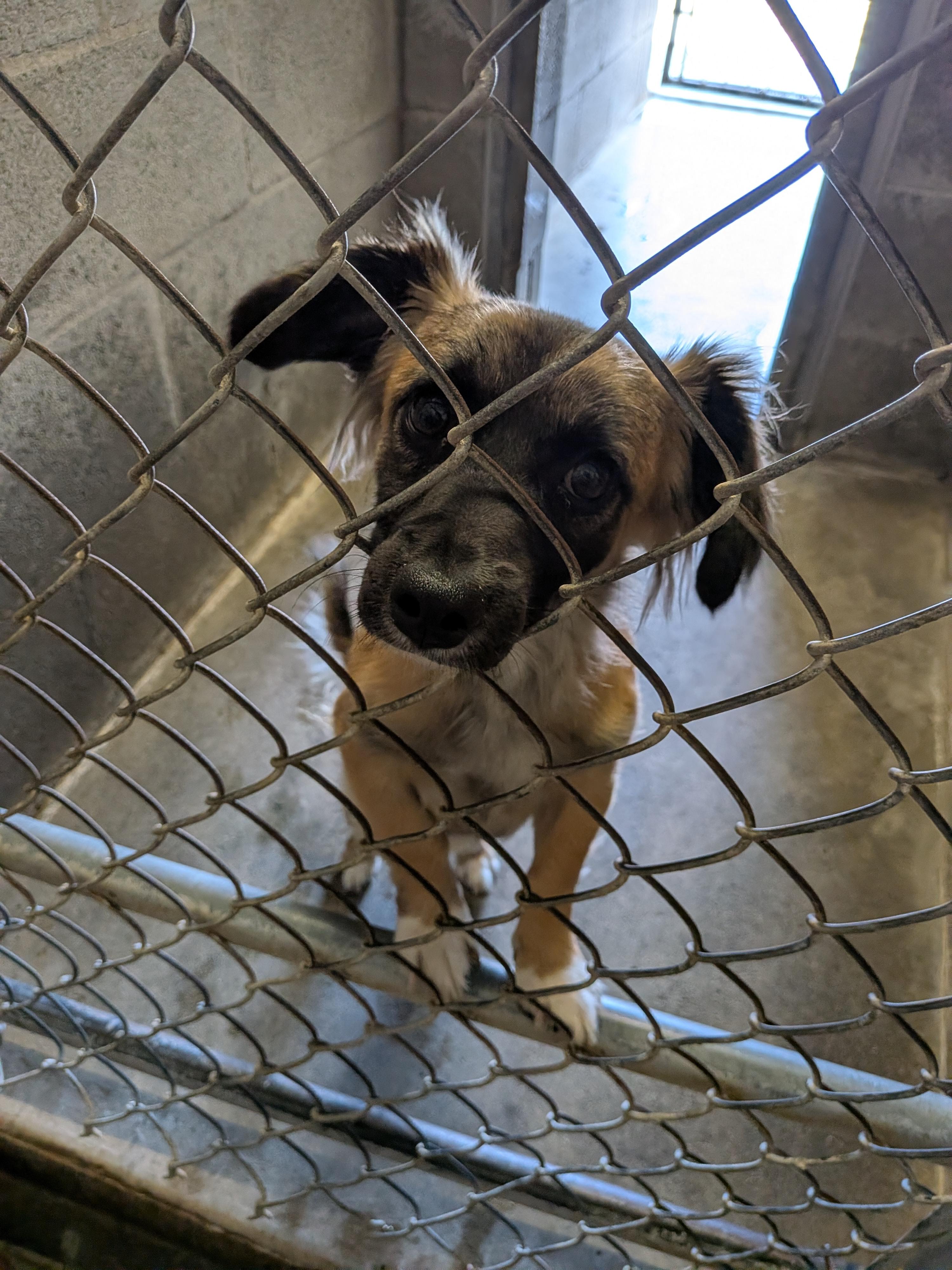 Loki , an adopted mixed breed in Hermiston, OR image 4/5