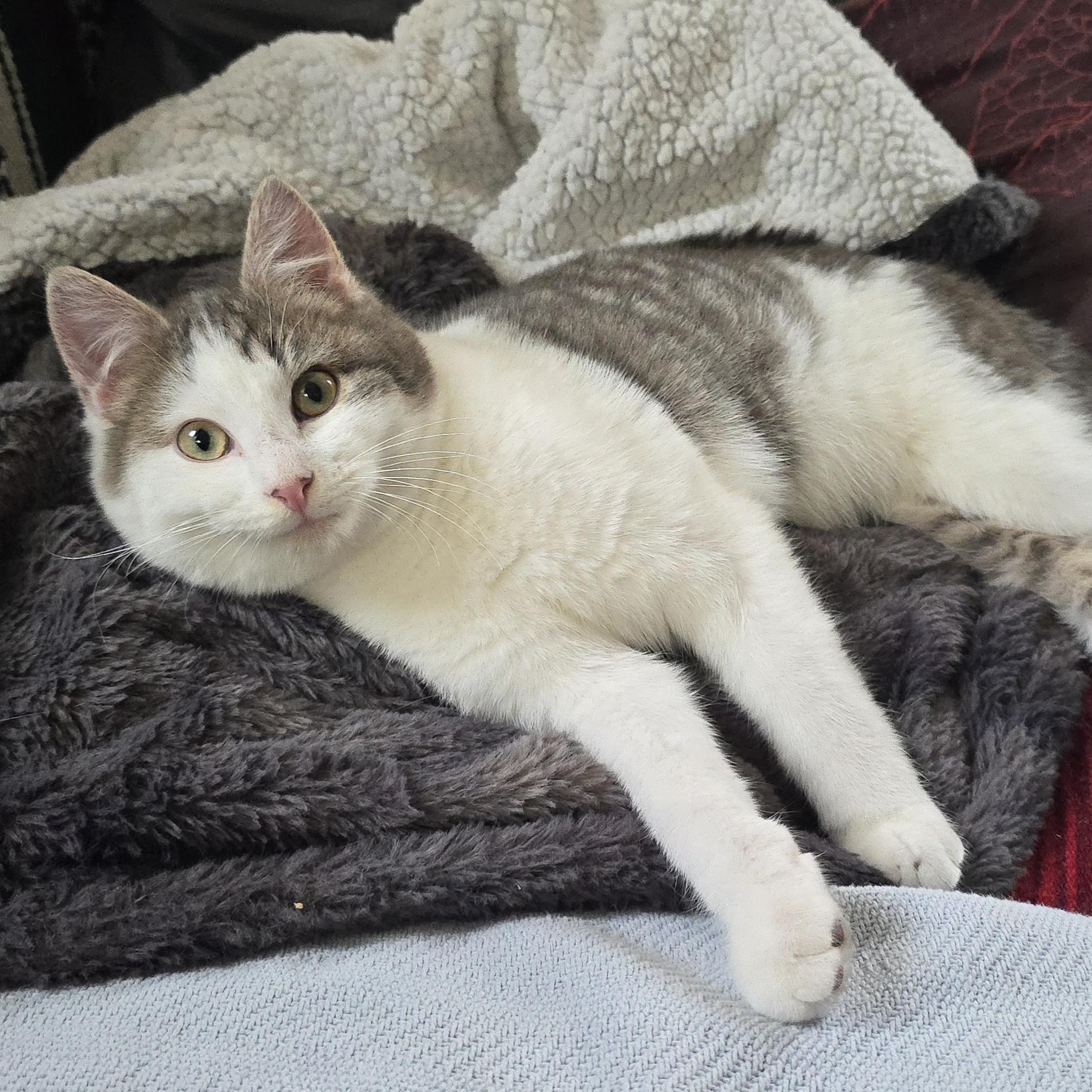 Enlarge Rocky, an adopted Domestic Short Hair in Kenhorst, PA image 1/1