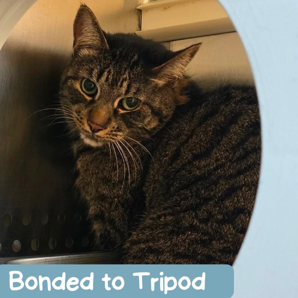 Finn, Adoptable, Senior Male Domestic Short Hair.