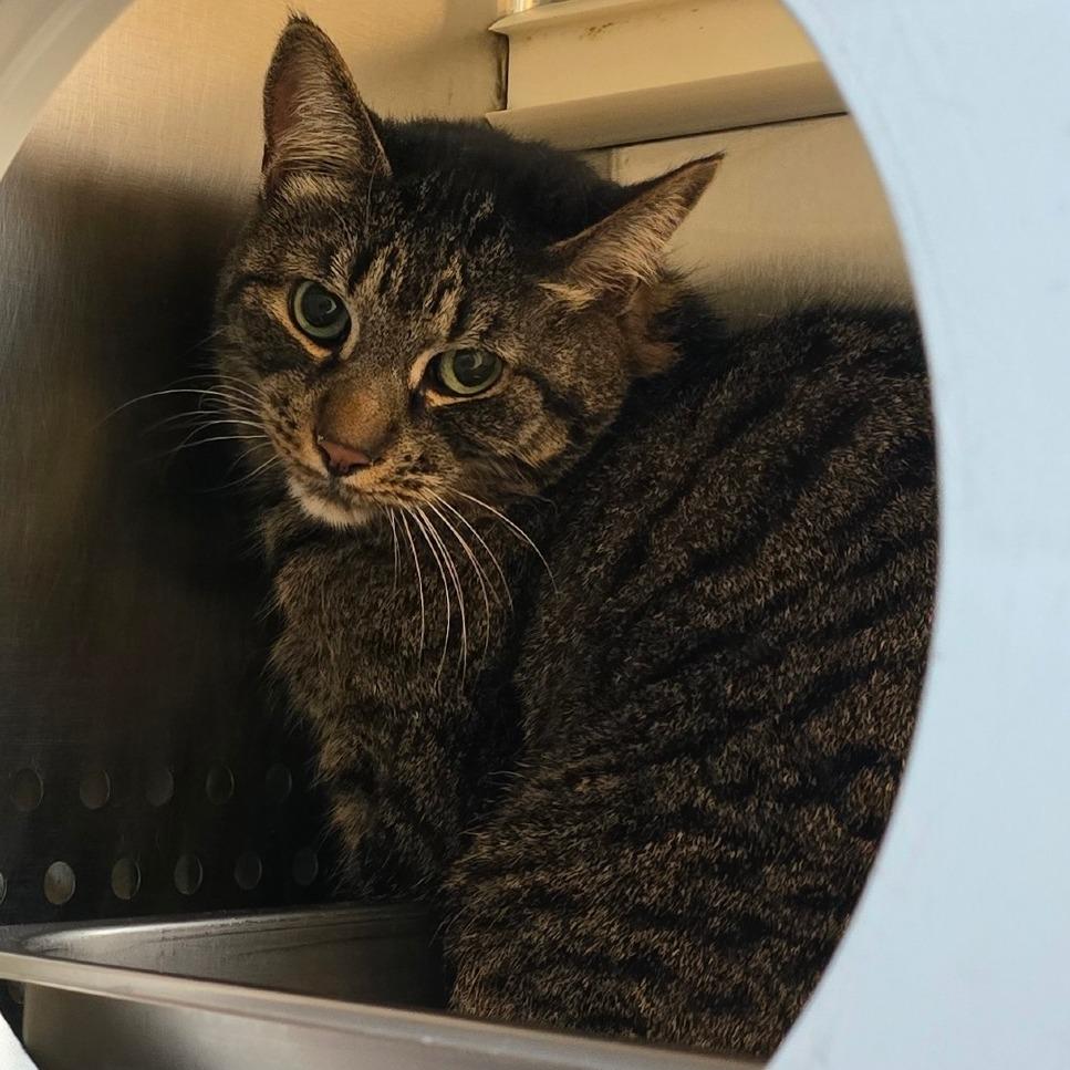 Enlarge Finn, a Adoptable Domestic Short Hair in Denver, CO image 2/5