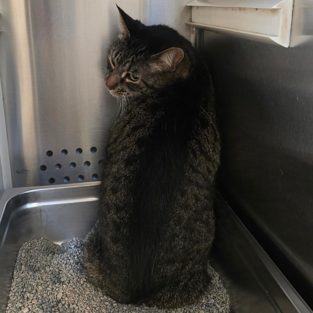 Enlarge Finn, a Adoptable Domestic Short Hair in Denver, CO image 3/5