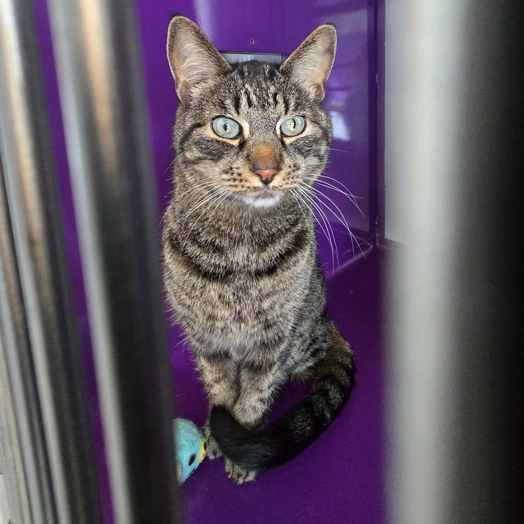 Enlarge Finn, a Adoptable Domestic Short Hair in Denver, CO image 4/5