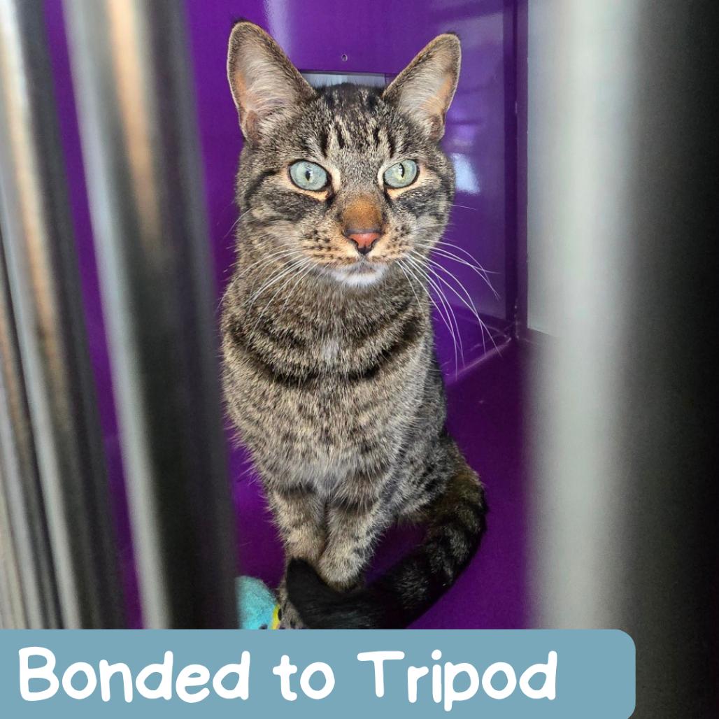 Enlarge Finn, a Adoptable Domestic Short Hair in Denver, CO image 5/5